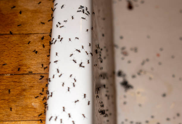 Best Wasp Removal Services  in Tonkawa, OK
